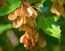 开云官网-3do@9鍍Kl€綻KE梣?1的简单介绍