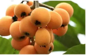 开云体育下载-ffa医学上是什么意思